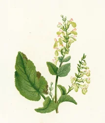 Wood Sage, Teucrium Scorodonia